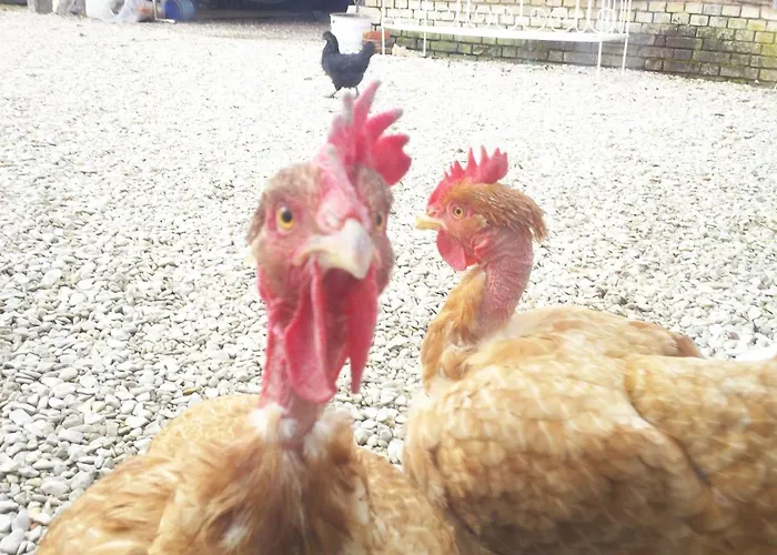 D'hotes Des P'tits Bonheurs 3*